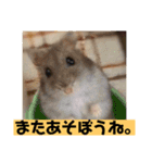 愛し癒しのハムスターズ（個別スタンプ：17）