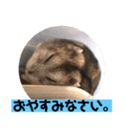 愛し癒しのハムスターズ（個別スタンプ：18）