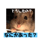 愛し癒しのハムスターズ（個別スタンプ：19）