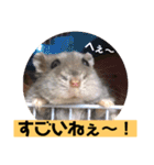 愛し癒しのハムスターズ（個別スタンプ：20）