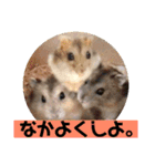 愛し癒しのハムスターズ（個別スタンプ：24）