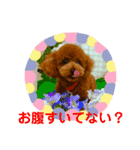 プードルのころんくん 日常スタンプ（個別スタンプ：7）