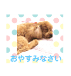 プードルのころんくん 日常スタンプ（個別スタンプ：8）
