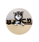 じょーちゃんの無難なスタンプ（個別スタンプ：2）