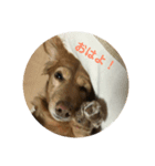 ダックス犬 チロ（個別スタンプ：1）