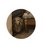 ダックス犬 チロ（個別スタンプ：2）