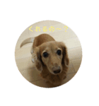 ダックス犬 チロ（個別スタンプ：3）