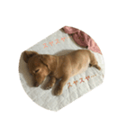 ダックス犬 チロ（個別スタンプ：5）