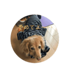 ダックス犬 チロ（個別スタンプ：7）