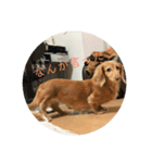 ダックス犬 チロ（個別スタンプ：8）