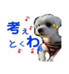 うちの可愛い小さな白いお姫②☆（個別スタンプ：1）