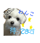 うちの可愛い小さな白いお姫②☆（個別スタンプ：6）