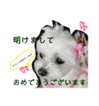うちの可愛い小さな白いお姫②☆（個別スタンプ：7）