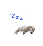 こふたん（個別スタンプ：1）