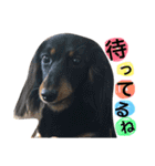 ダックスフンドの日常会話（個別スタンプ：5）