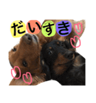 ダックスフンドの日常会話（個別スタンプ：12）