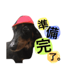 ダックスフンドの日常会話（個別スタンプ：21）