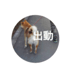 ツンデレ柴犬りんごちゃん②（個別スタンプ：1）