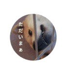 ツンデレ柴犬りんごちゃん②（個別スタンプ：2）