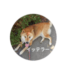 ツンデレ柴犬りんごちゃん②（個別スタンプ：3）