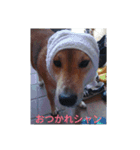 ツンデレ柴犬りんごちゃん②（個別スタンプ：4）