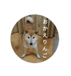 ツンデレ柴犬りんごちゃん②（個別スタンプ：5）