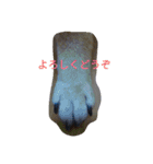ツンデレ柴犬りんごちゃん②（個別スタンプ：6）
