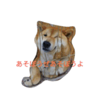 ツンデレ柴犬りんごちゃん②（個別スタンプ：7）