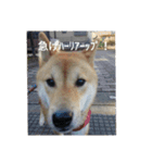 ツンデレ柴犬りんごちゃん②（個別スタンプ：8）