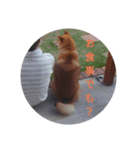 ツンデレ柴犬りんごちゃん②（個別スタンプ：9）
