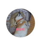 ツンデレ柴犬りんごちゃん②（個別スタンプ：10）