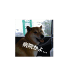 ツンデレ柴犬りんごちゃん②（個別スタンプ：11）