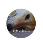 ツンデレ柴犬りんごちゃん②（個別スタンプ：12）