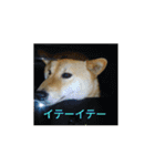 ツンデレ柴犬りんごちゃん②（個別スタンプ：14）