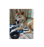 ツンデレ柴犬りんごちゃん②（個別スタンプ：19）
