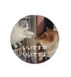 ツンデレ柴犬りんごちゃん②（個別スタンプ：20）