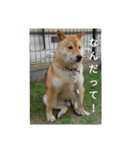 ツンデレ柴犬りんごちゃん②（個別スタンプ：21）