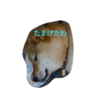 ツンデレ柴犬りんごちゃん②（個別スタンプ：23）