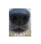 ツンデレ柴犬りんごちゃん②（個別スタンプ：24）