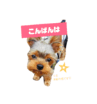 ちゃーちゃんスタンプvol.1（個別スタンプ：1）