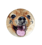 飼い犬と猫（個別スタンプ：1）