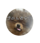 飼い犬と猫（個別スタンプ：2）