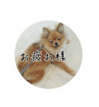 飼い犬と猫（個別スタンプ：3）