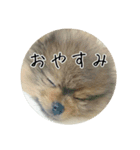 飼い犬と猫（個別スタンプ：4）
