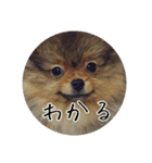 飼い犬と猫（個別スタンプ：5）
