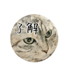 飼い犬と猫（個別スタンプ：6）