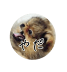 飼い犬と猫（個別スタンプ：7）