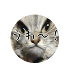 飼い犬と猫（個別スタンプ：8）