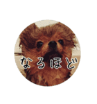 飼い犬と猫（個別スタンプ：9）