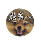 飼い犬と猫（個別スタンプ：10）